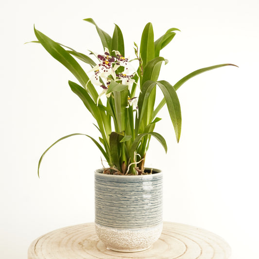 Unusual Oncidium Orchid Plants for sale, hand-wrapped with Fast UK Delivery. 
