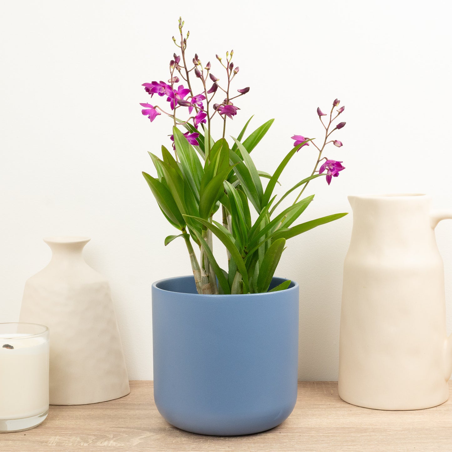 Dendrobium Orchid | No 41