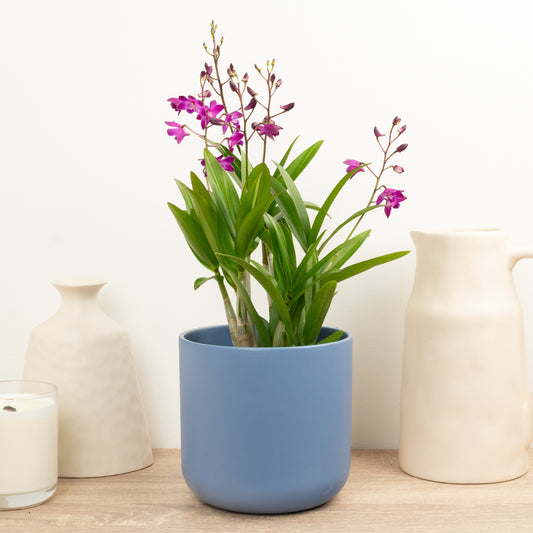 Dendrobium Orchid | No 41