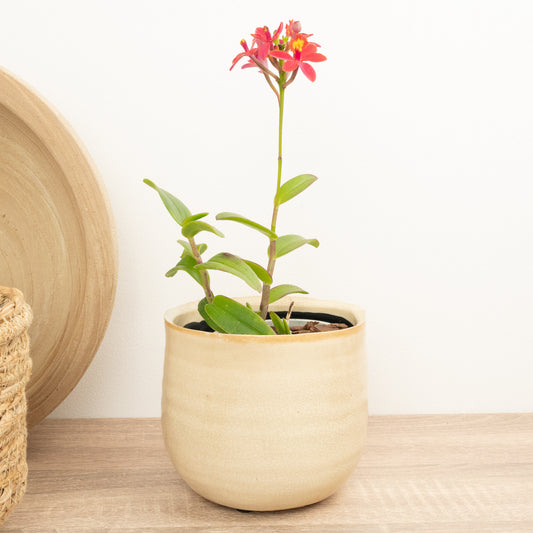 Unusual Flowering Orchids for sale online. Fast UK Delivery.