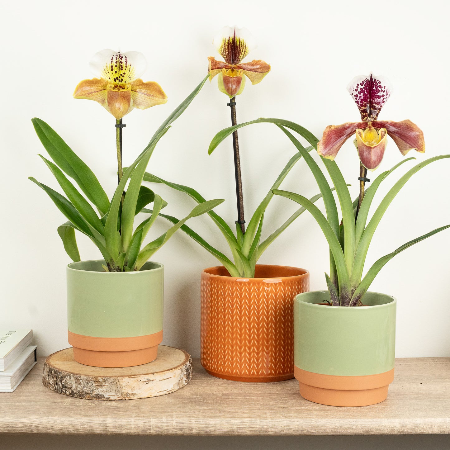 Paphiopedilum Orchid | USA Hybrid