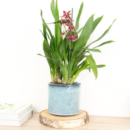 Cambria Orchid | Barrocco Red | Not In Flower