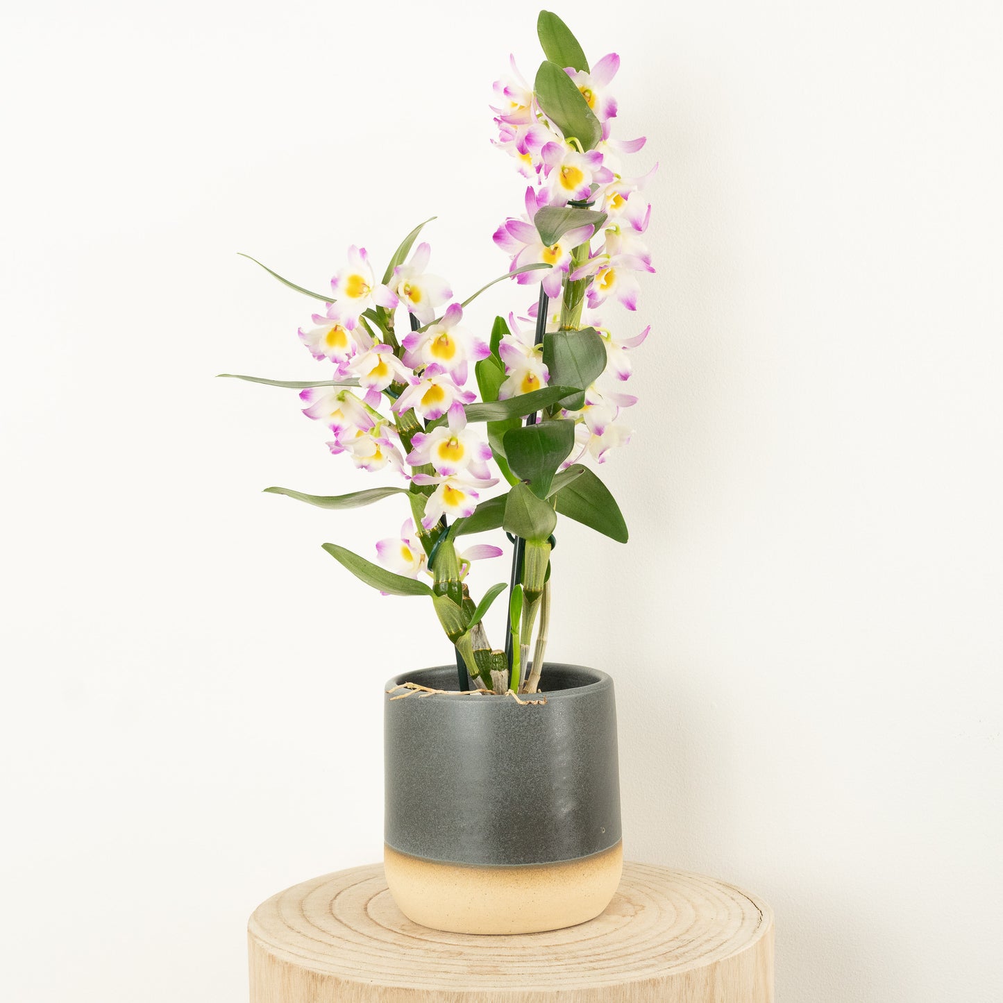 Dendrobium Orchid | Kumiko