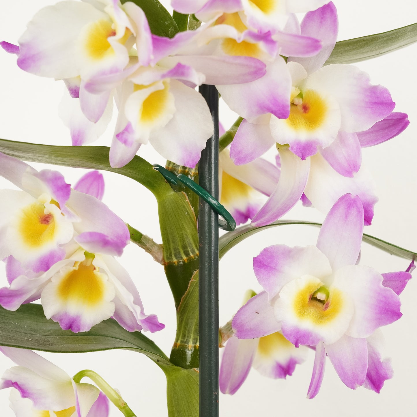 Dendrobium Orchid | Kumiko