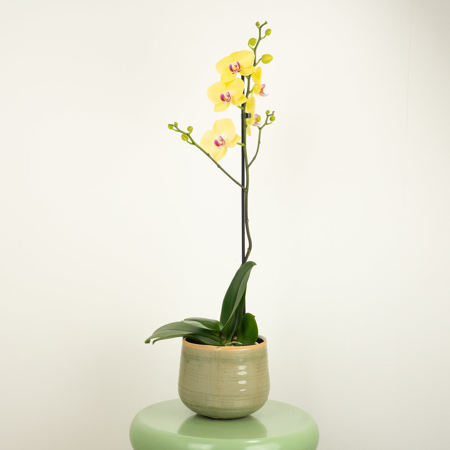 Phalaenopsis Orchid | Amalfi | Not In Flower