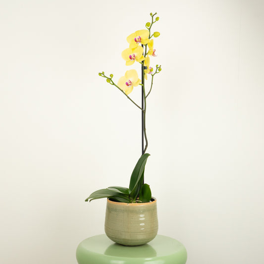 Phalaenopsis Orchid | Amalfi | Not In Flower