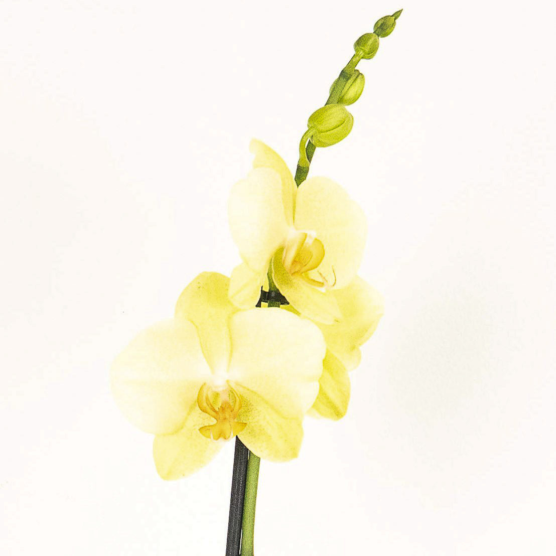 Phalaenopsis Orchid | No 14