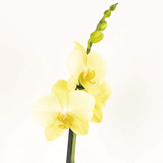 Phalaenopsis Orchid | No 14