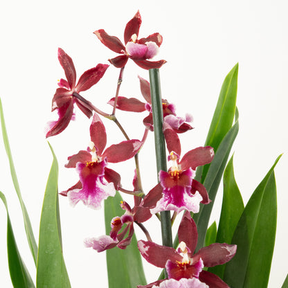 Cambria Orchid | Barrocco Red | Not In Flower