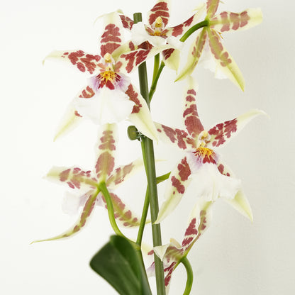 Cambria Orchid | White Renaissance