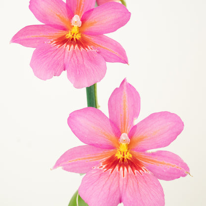 Cambria Orchid | Nelly Isler Pink