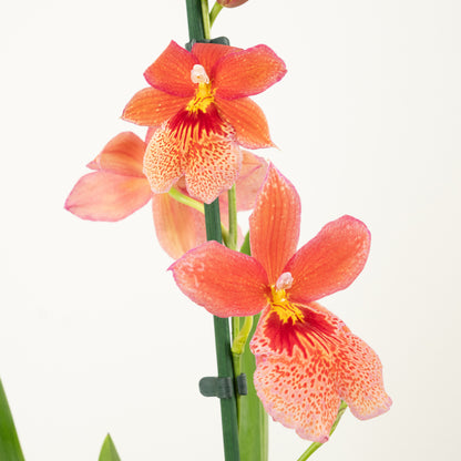 Cambria Orchid | Nelly Isler Orange