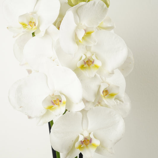 Phalaenopsis Orchid | No 941
