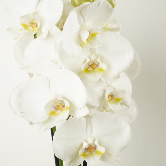 Phalaenopsis Orchid | No 25