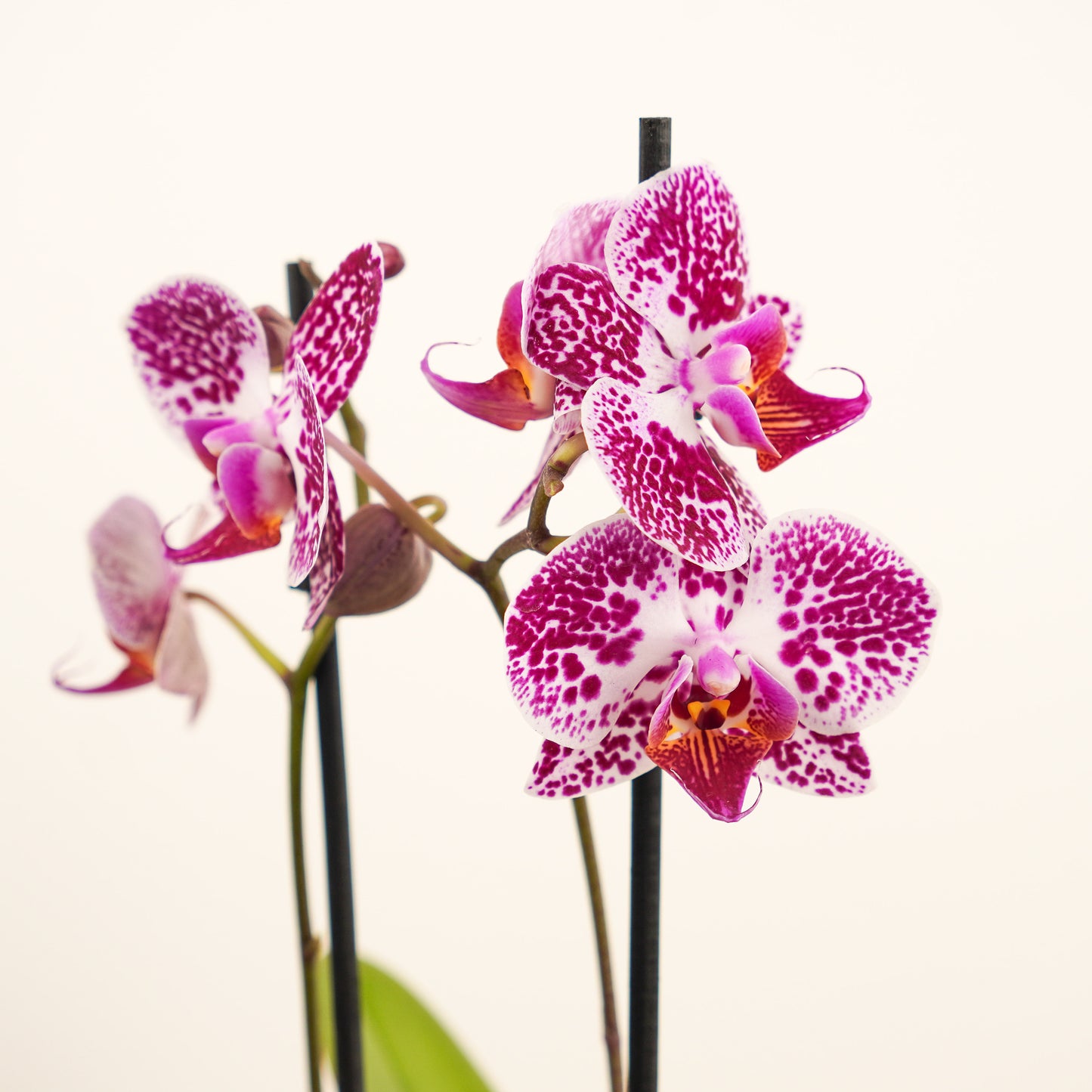 Phalaenopsis Orchid | No 63