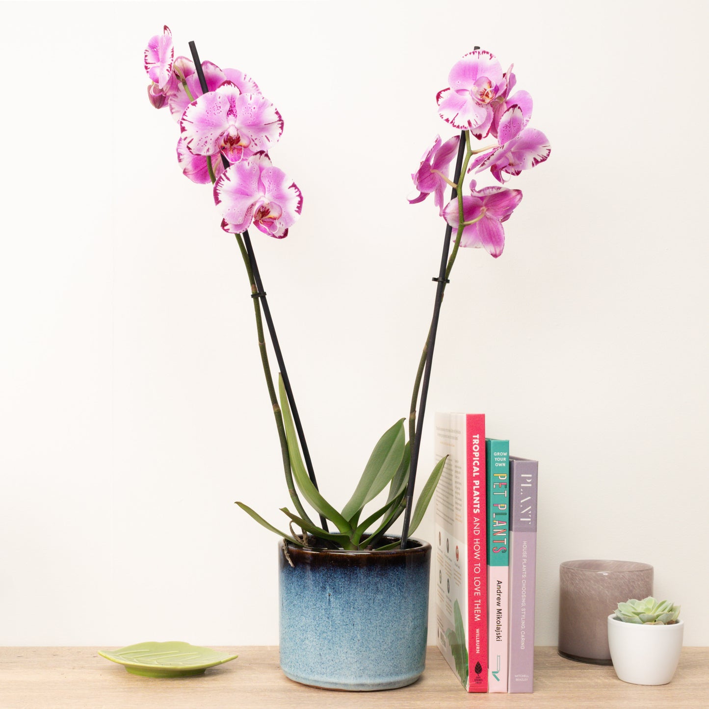 Phalaenopsis Orchid | Magic Art