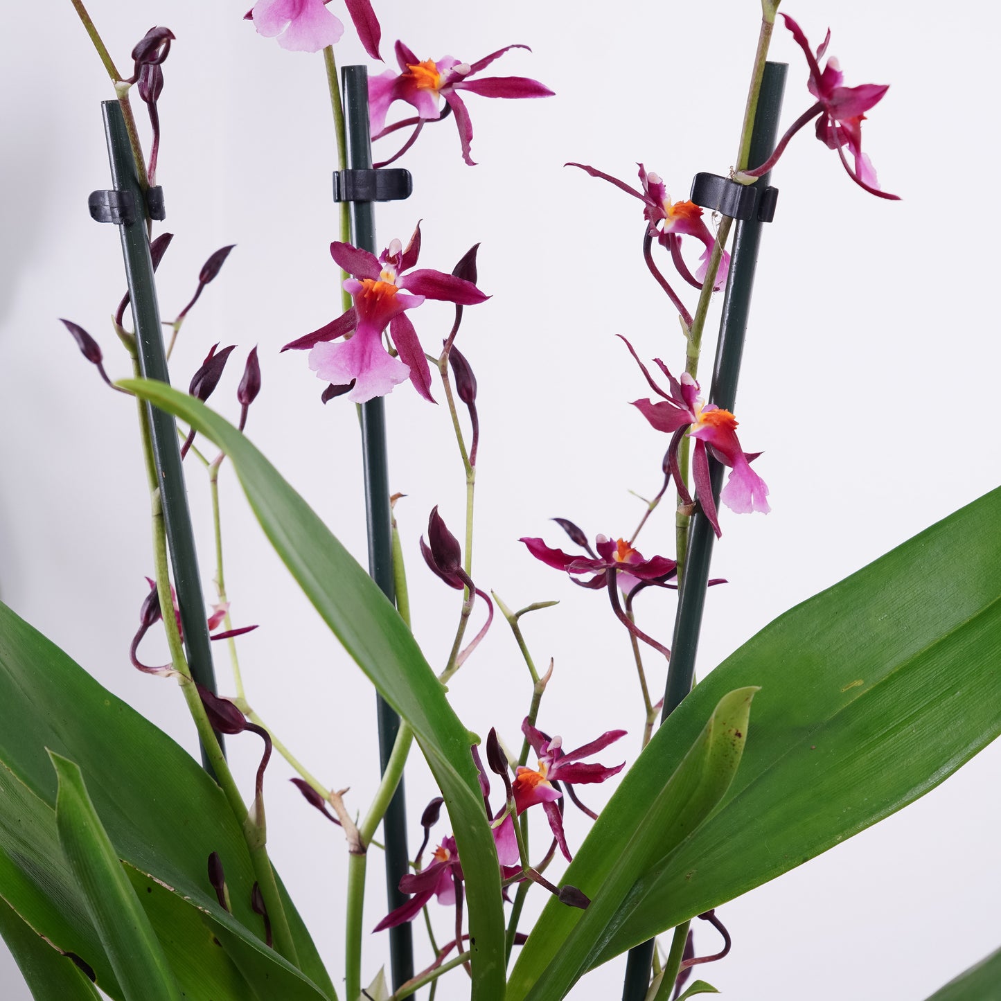 Oncidium Orchid | No 101
