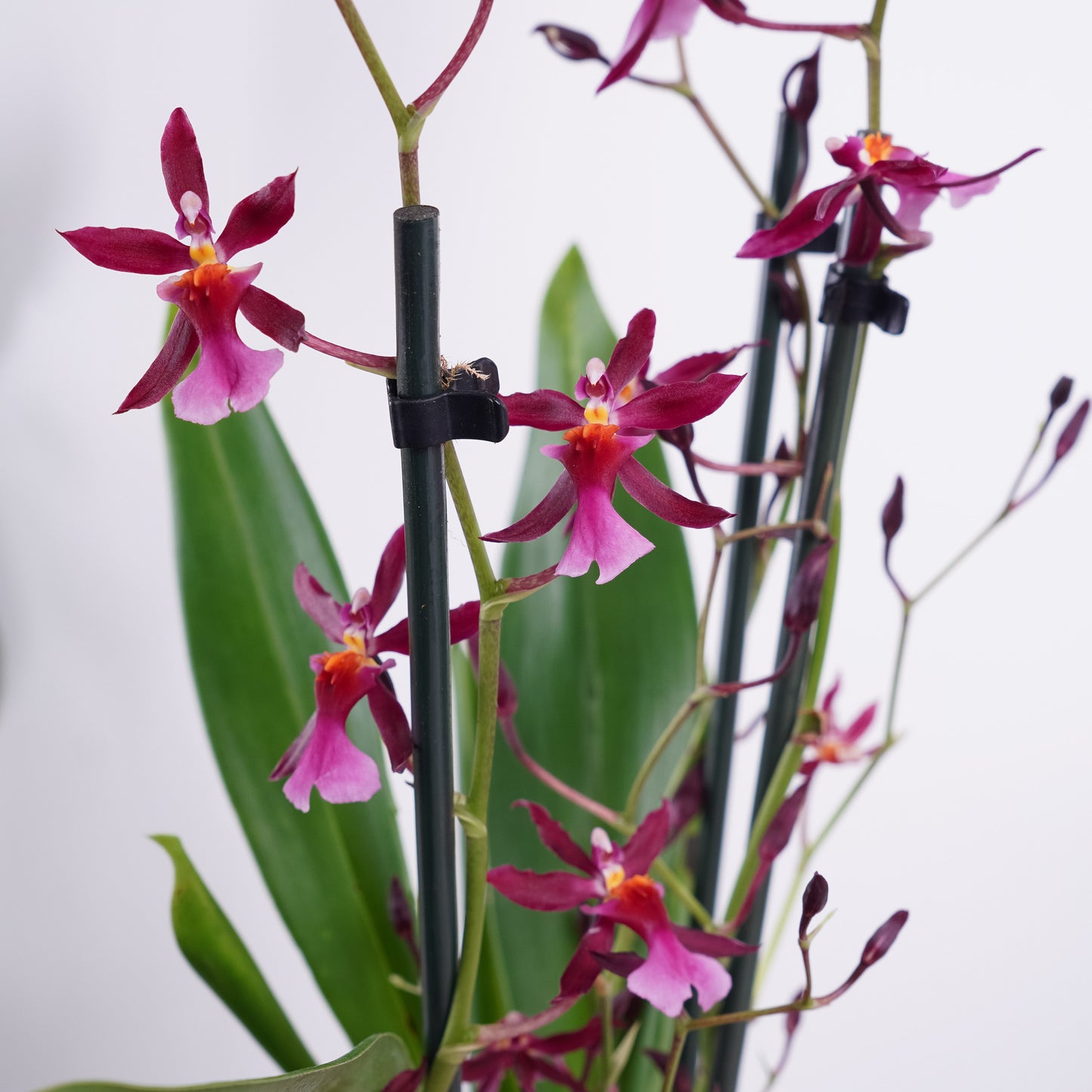 Oncidium Orchid | No 101