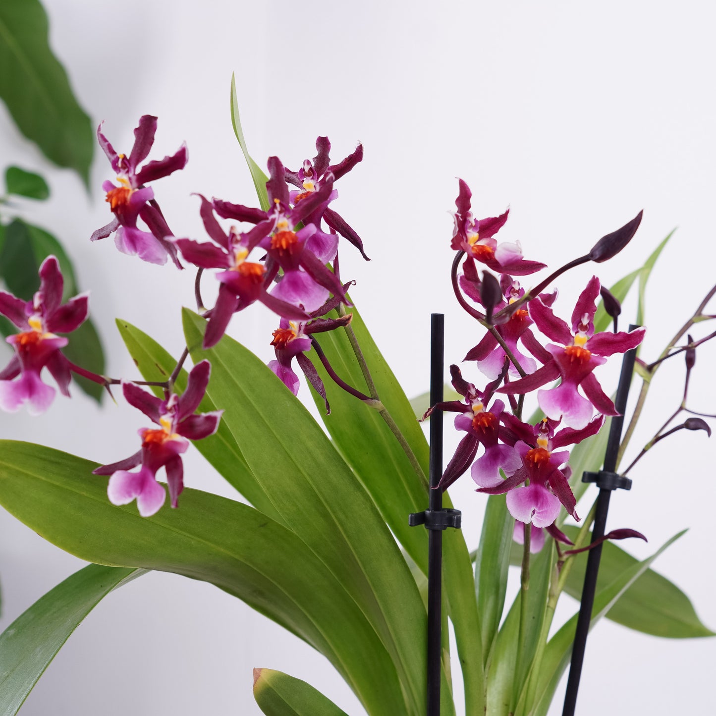 Oncidium Orchid | No 101