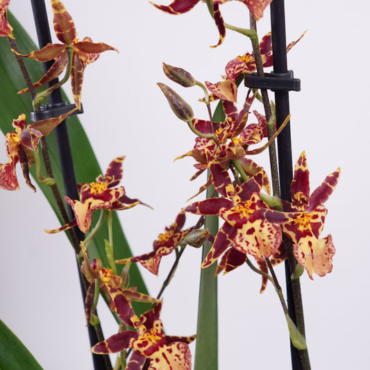 Flowering Oncidium Orchid Plants for sale online. Unusual Orchids for beginners, Fast UK Delivery.