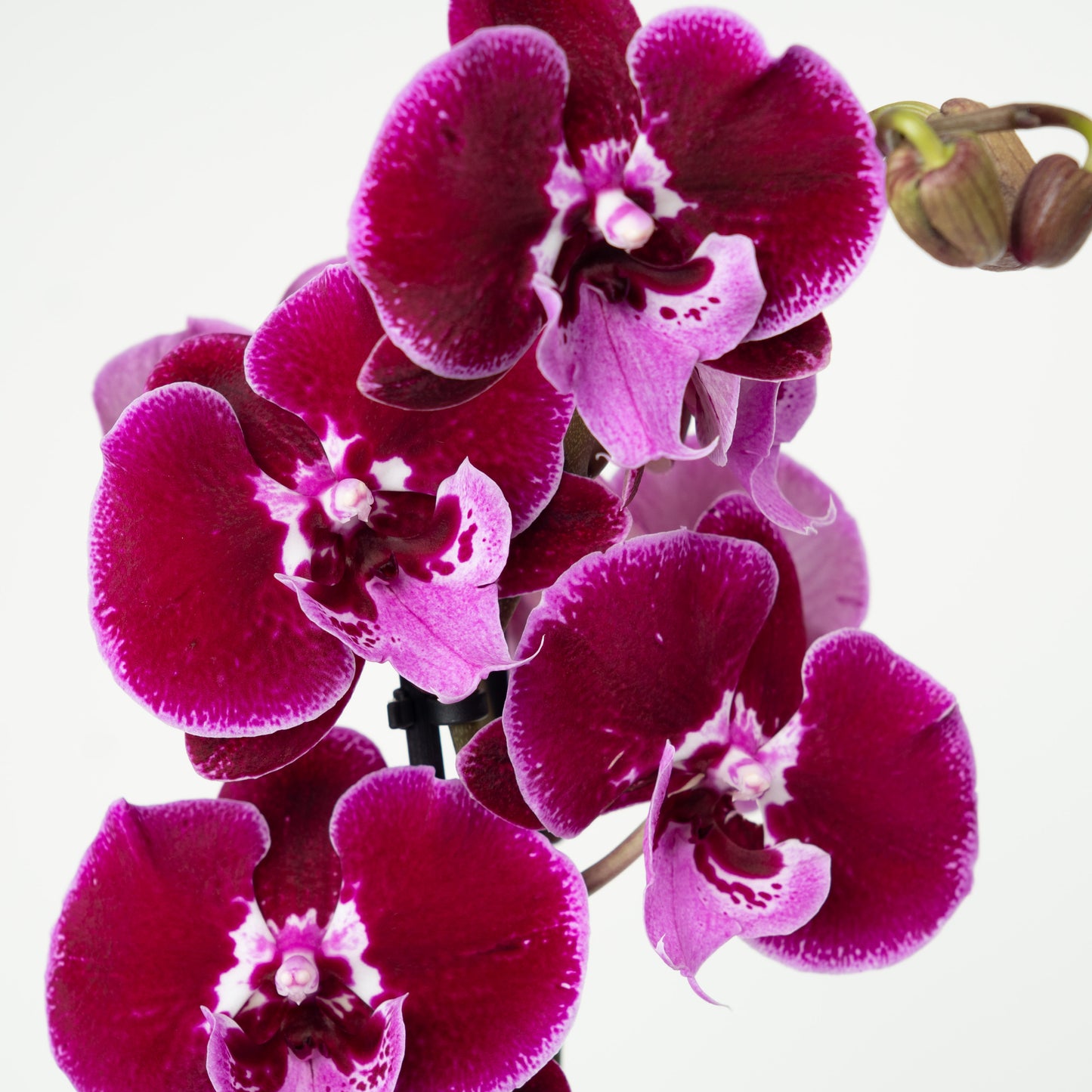 Phalaenopsis Orchid | No 62