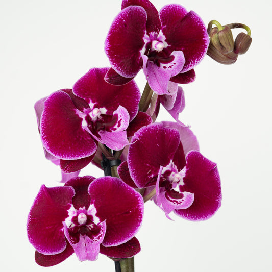 Phalaenopsis Orchid | No 62