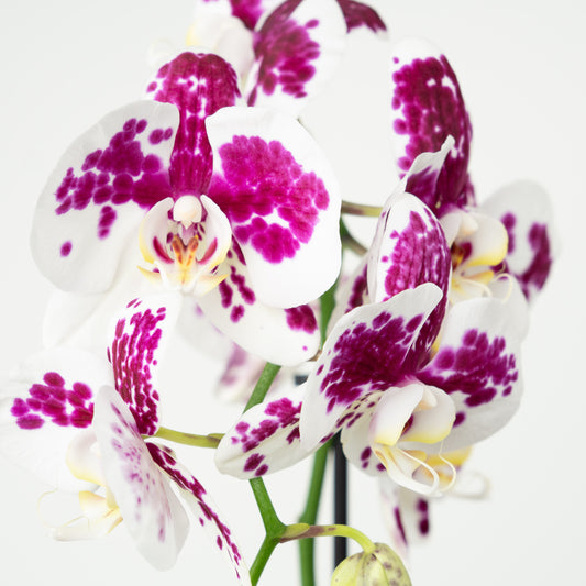 Phalaenopsis Orchid | No 7