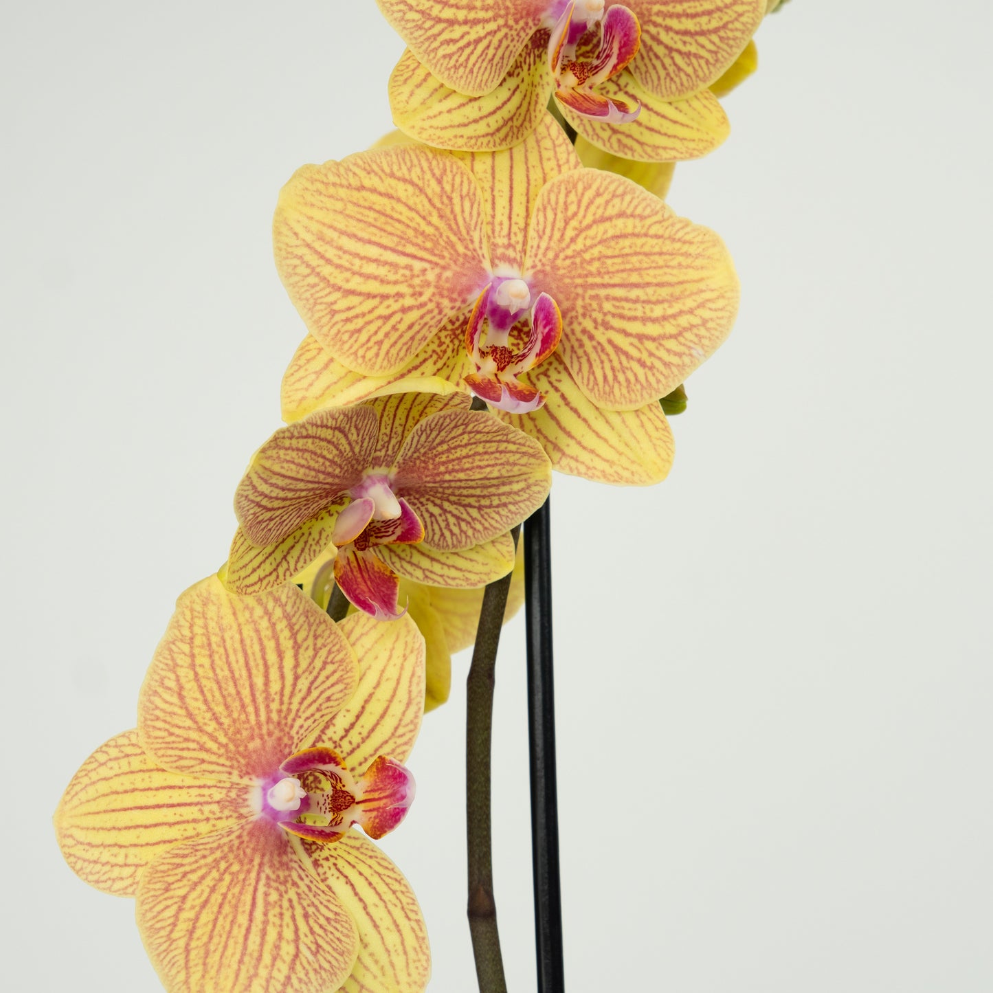 Phalaenopsis Orchid | No 36