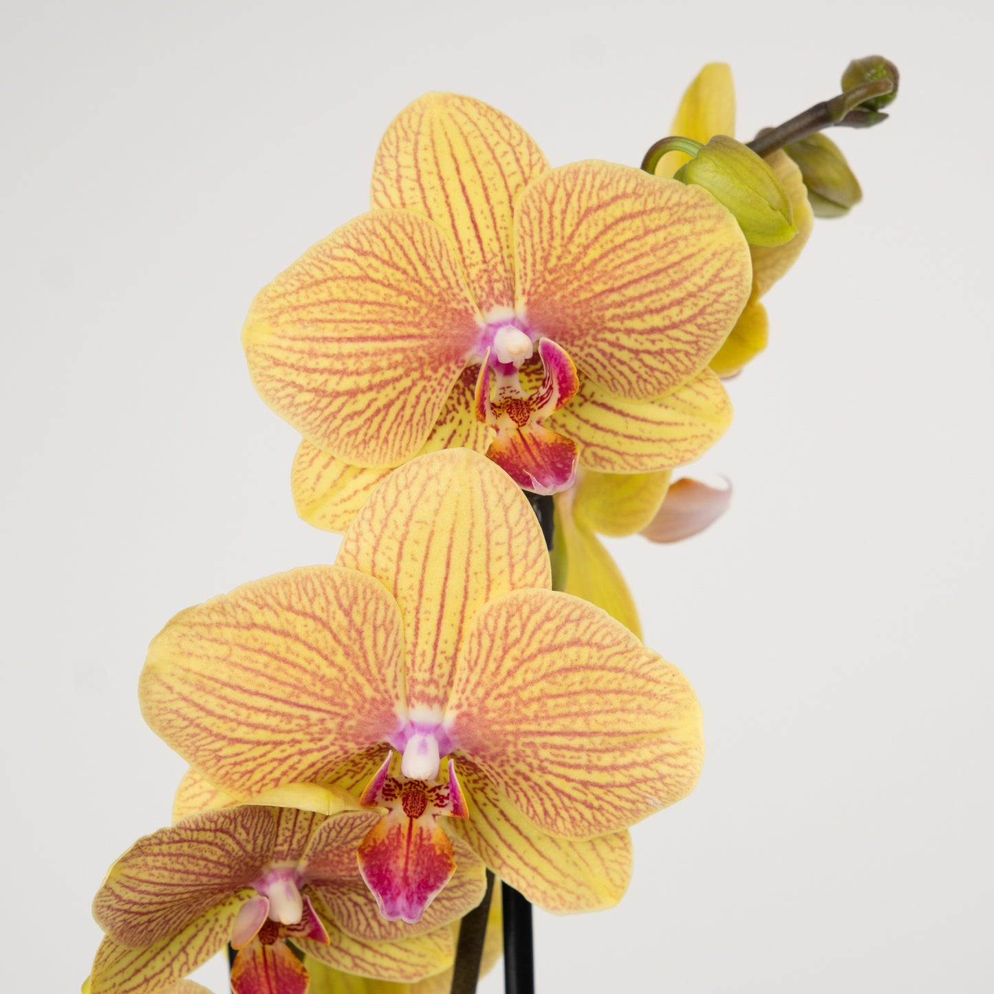 Phalaenopsis Orchid | No 36