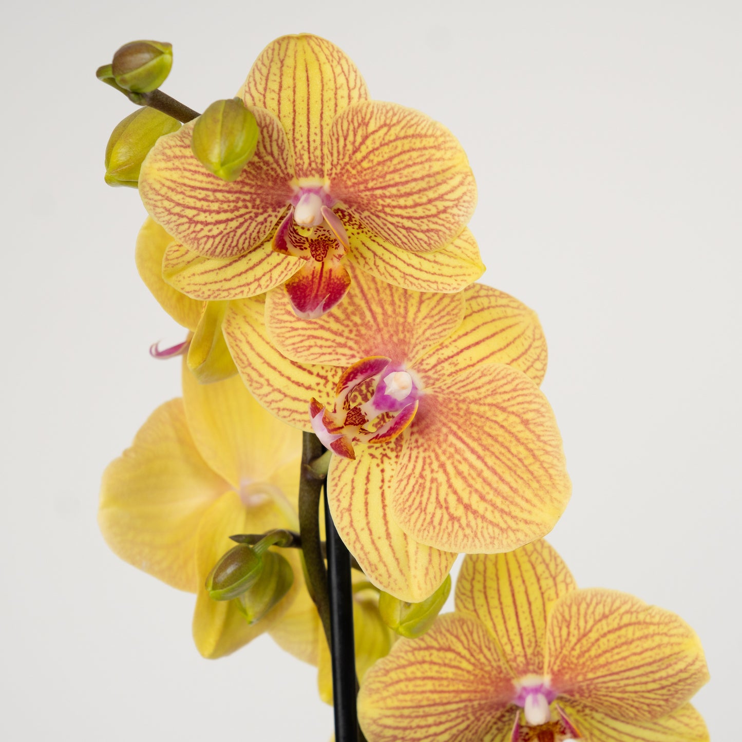 Phalaenopsis Orchid | No 36
