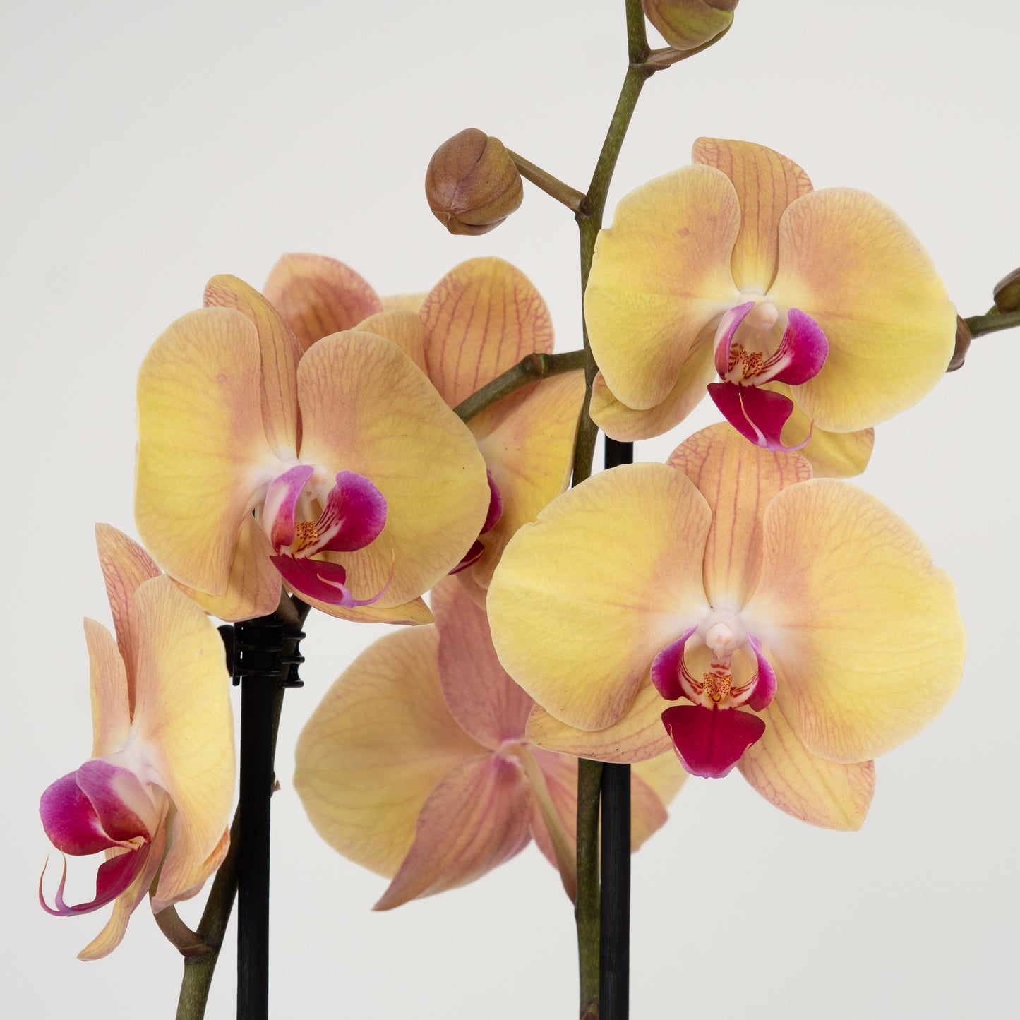 Phalaenopsis Orchid | No 940