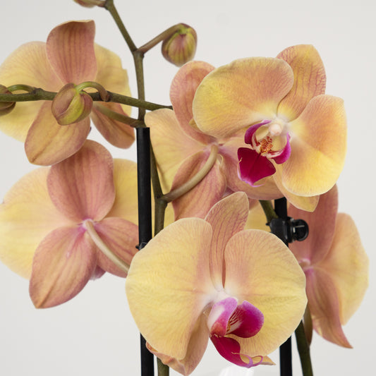 Phalaenopsis Orchid | No 940