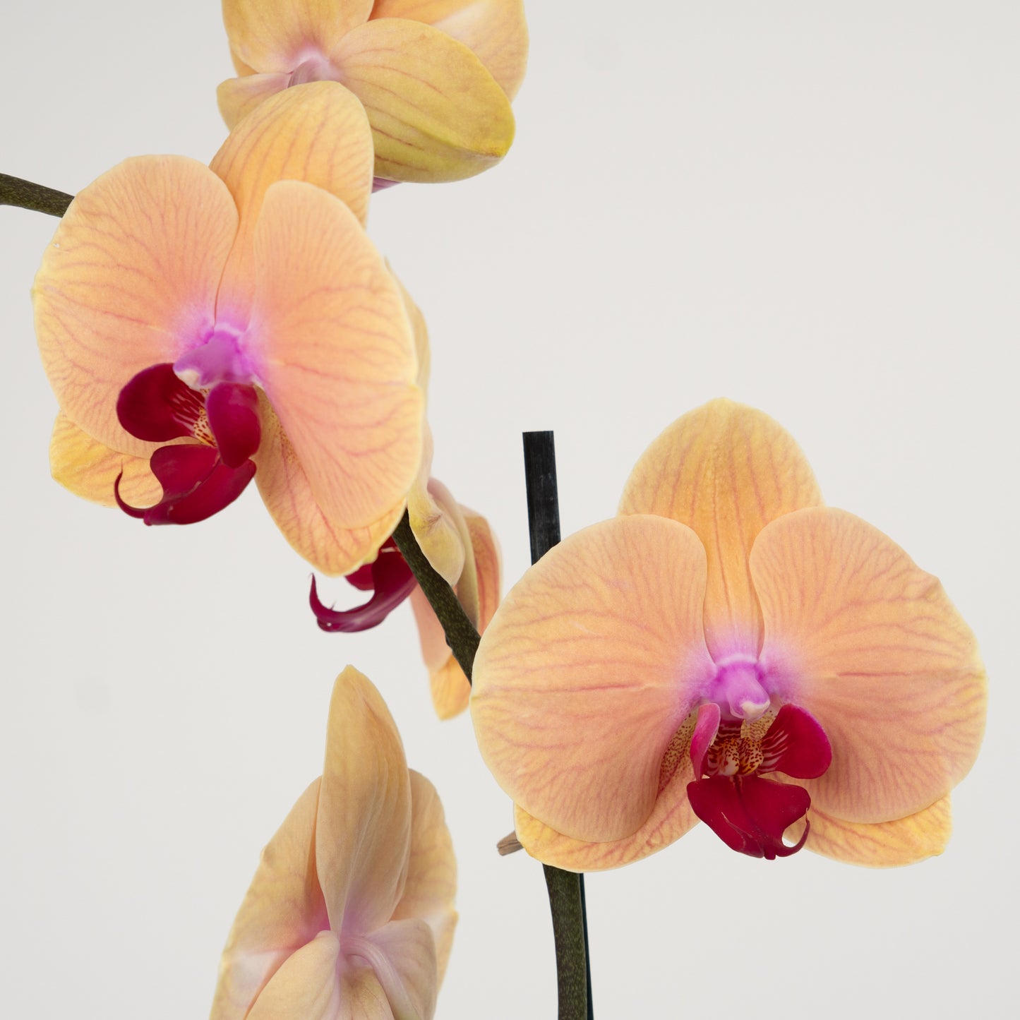 Phalaenopsis Orchid | No 497
