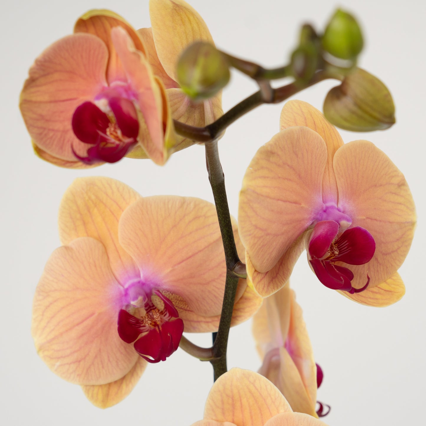 Phalaenopsis Orchid | No 497