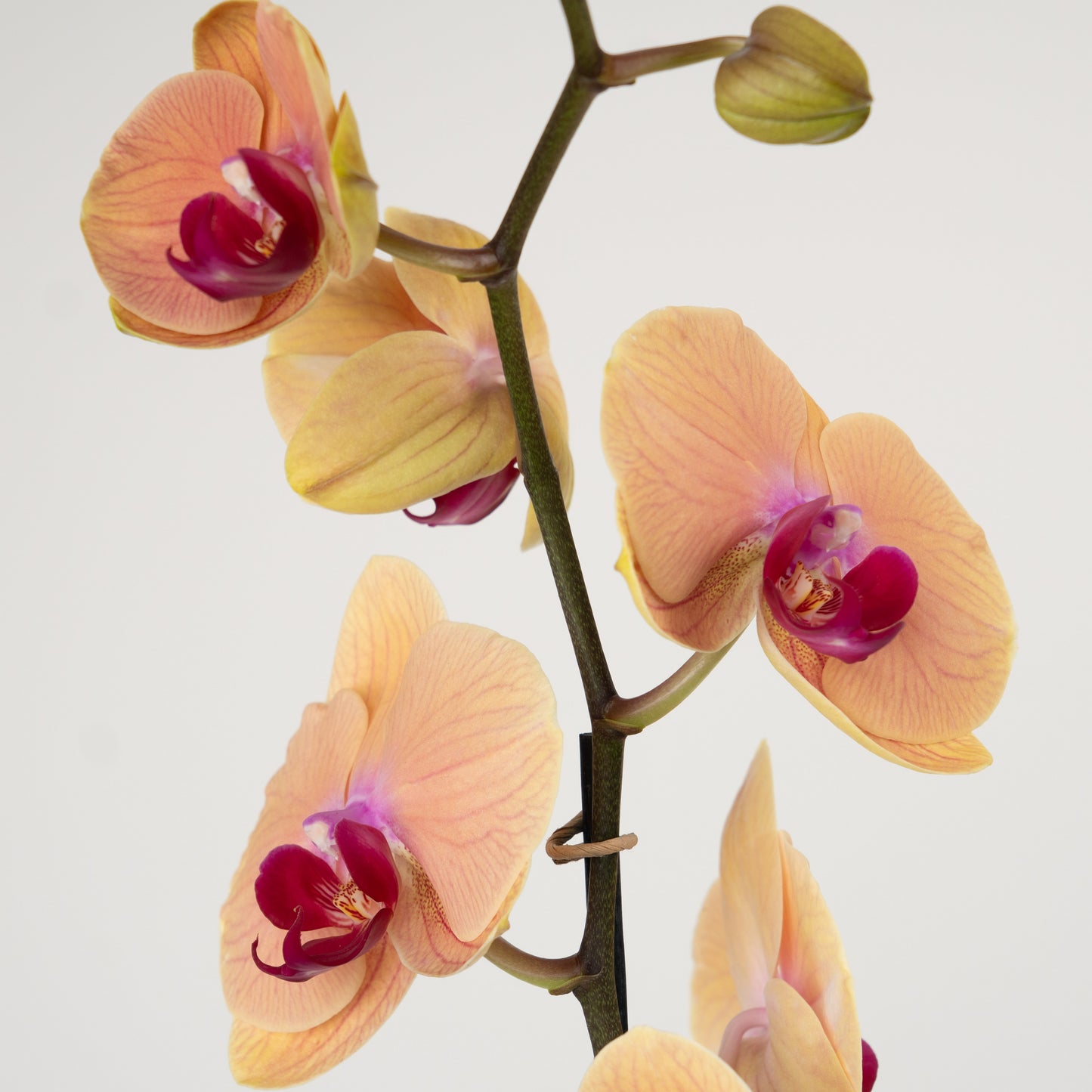 Phalaenopsis Orchid | No 497