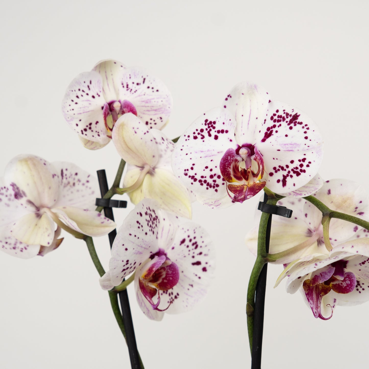 Phalaenopsis Orchid | No 21