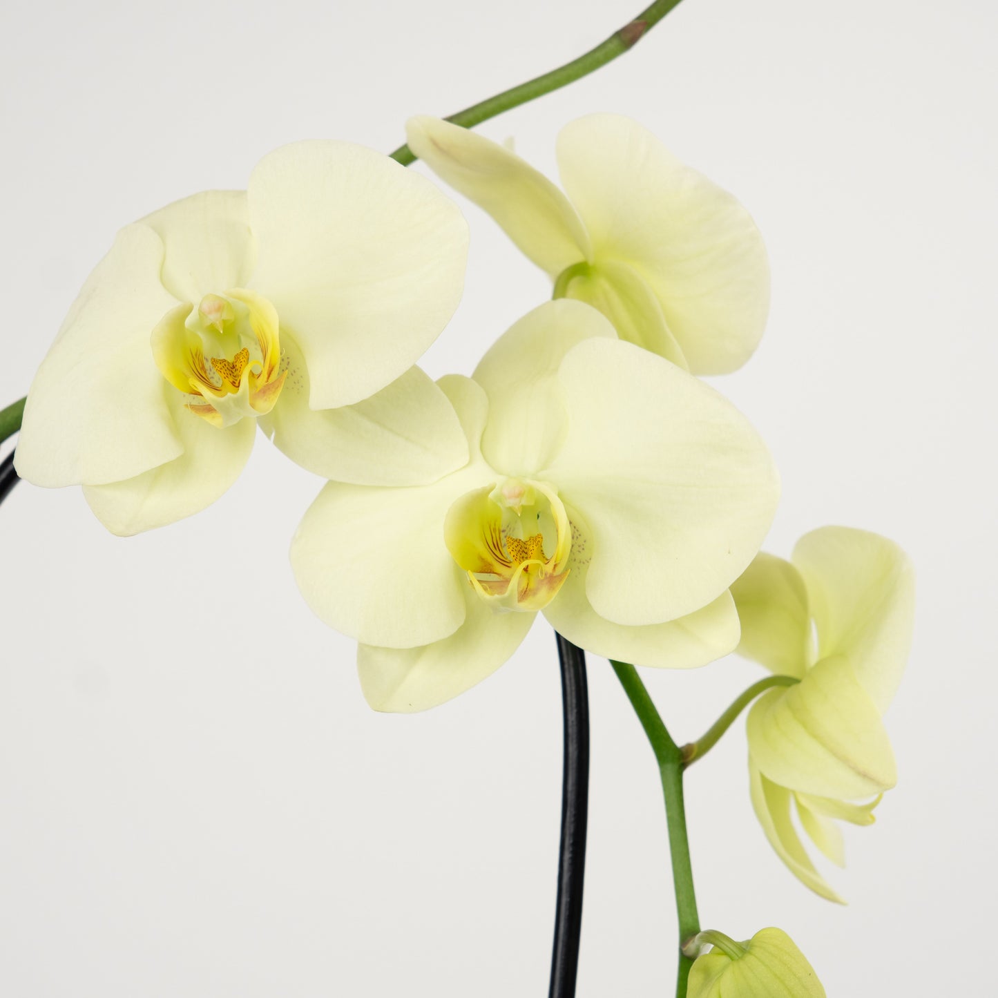 Phalaenopsis Orchid | No 22