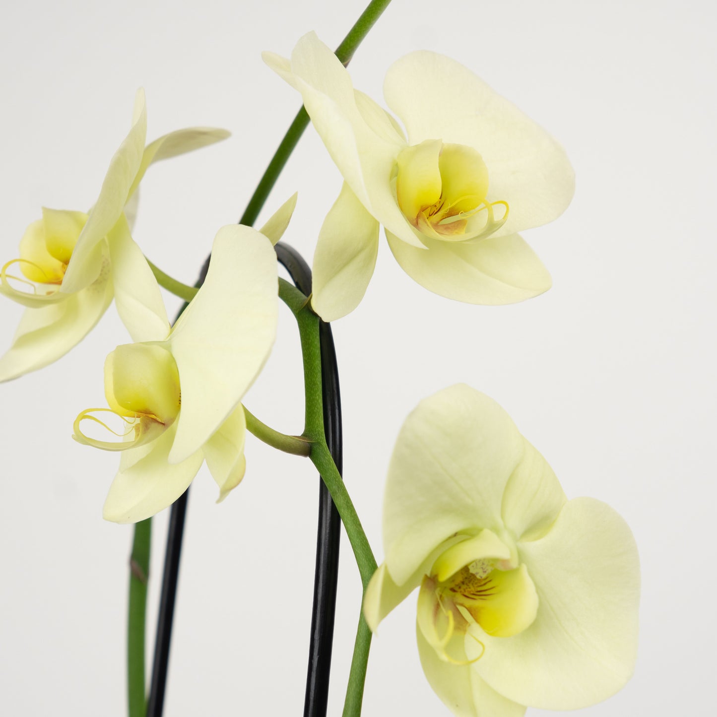 Phalaenopsis Orchid | No 22
