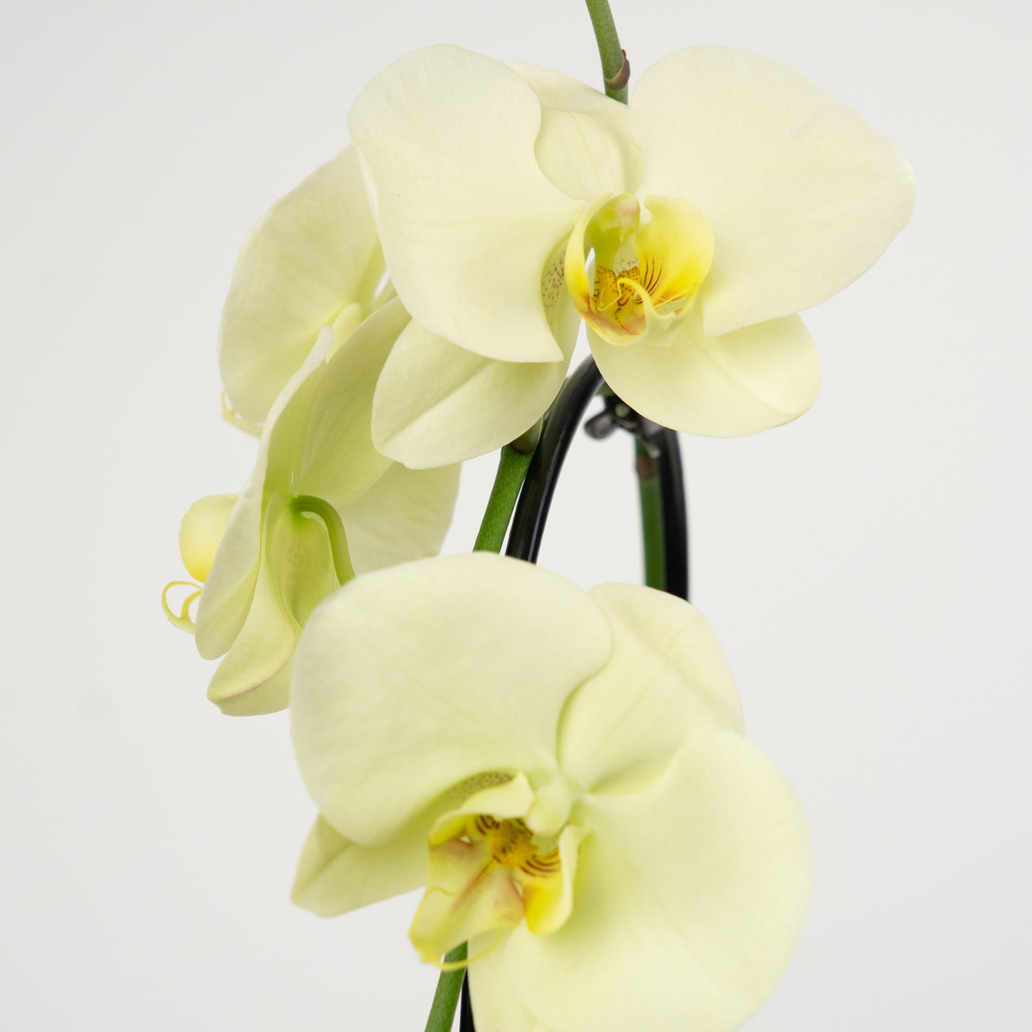 Phalaenopsis Orchid | No 22