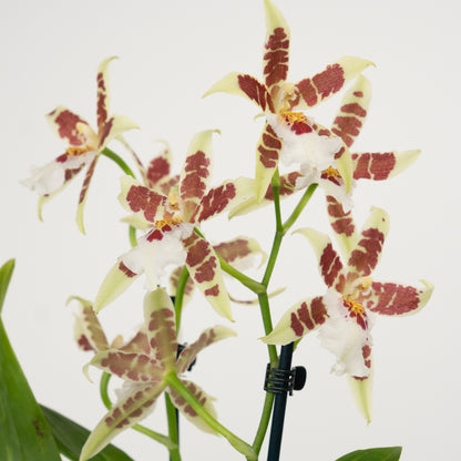 Cambria Orchid | White Renaissance