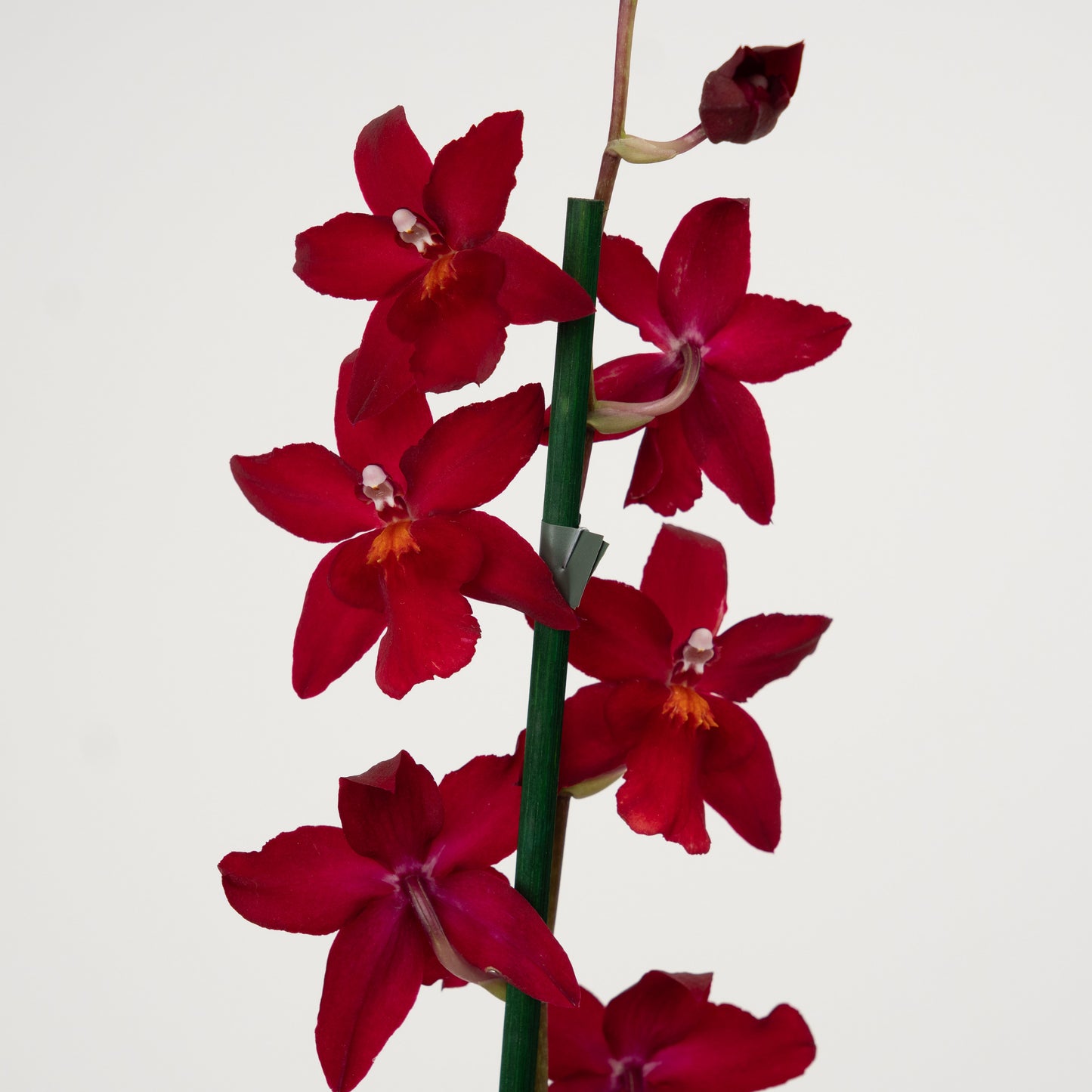 Cambria Orchid | No 42