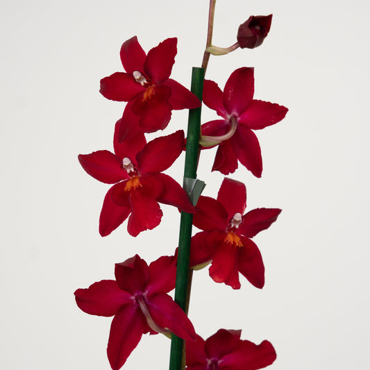 Cambria Orchid | No 42