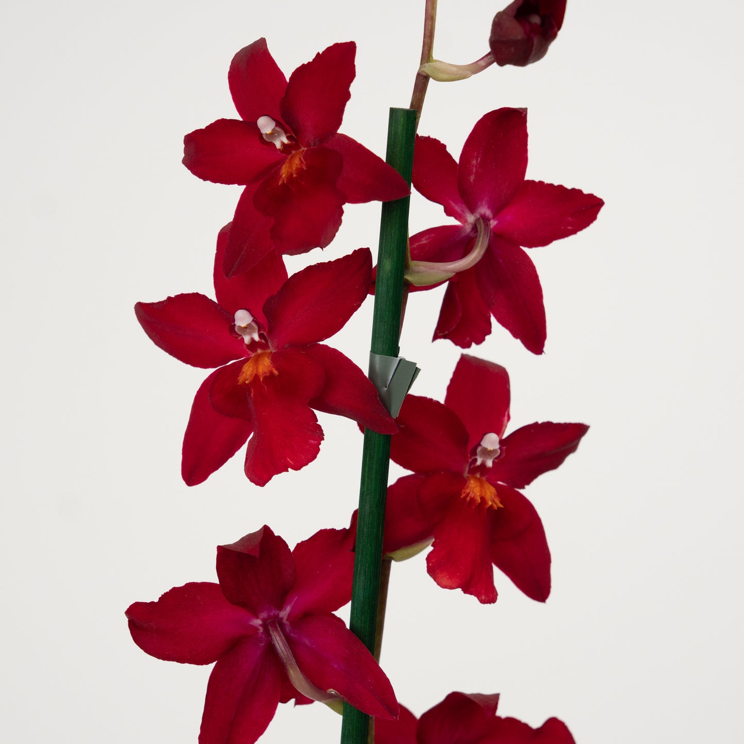 Cambria Orchid | No 42