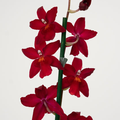Cambria Orchid | Ruby | Not In Flower