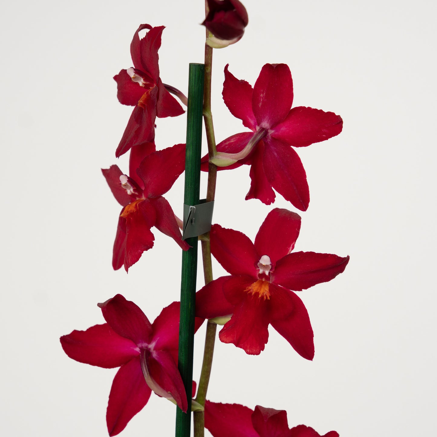 Cambria Orchid | No 42