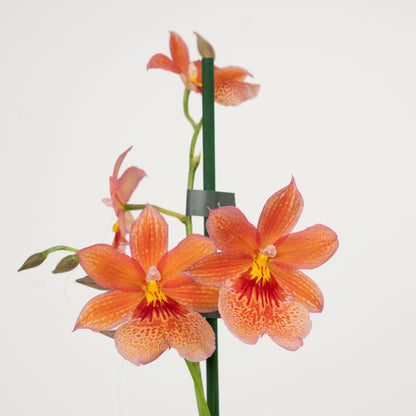 Cambria Orchid | Nelly Isler Orange