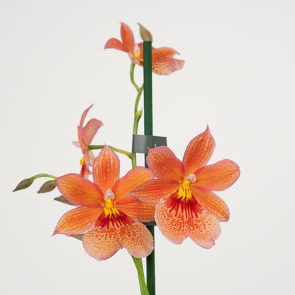 Cambria Orchid | Nelly Isler Orange