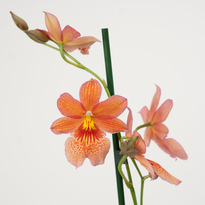 Cambria Orchid | Nelly Isler Orange