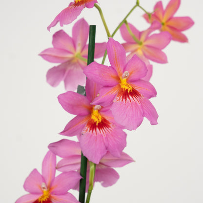 Cambria Orchid | Nelly Isler Pink