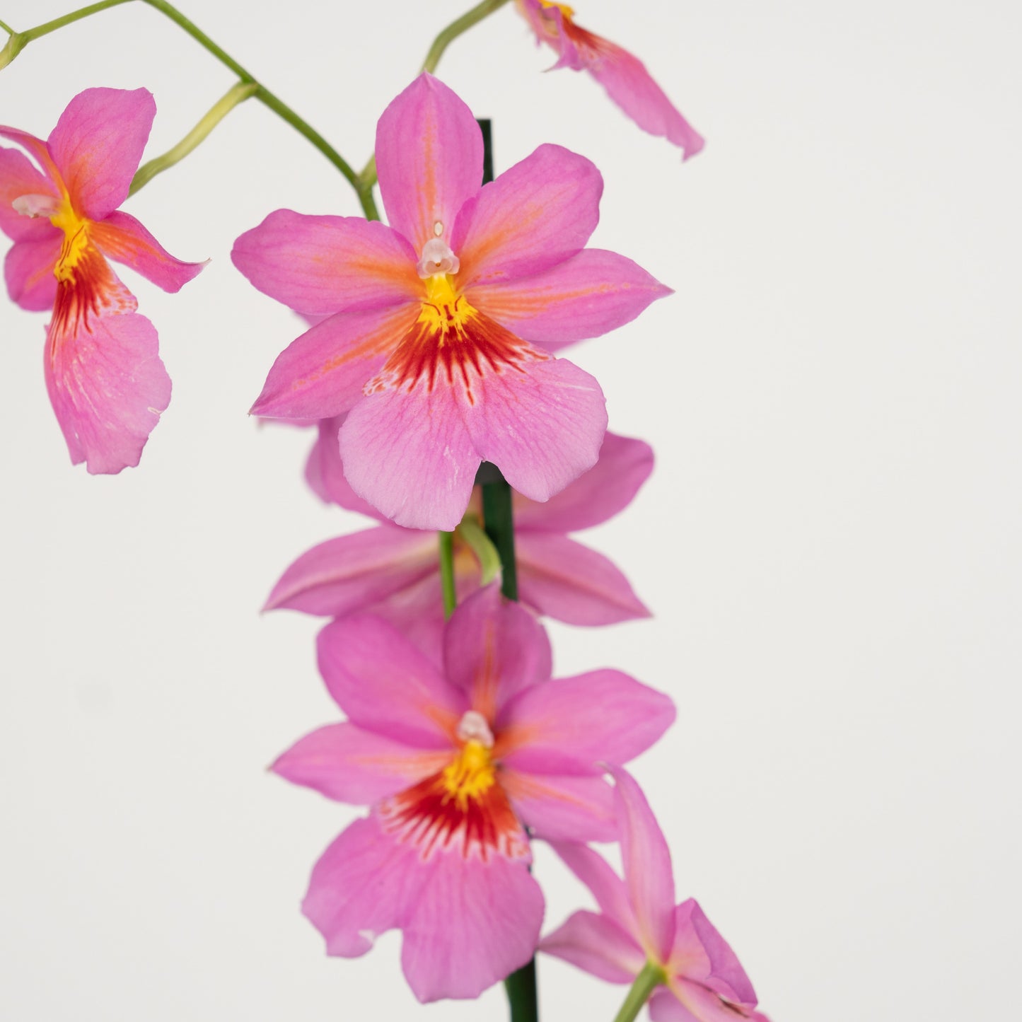 Cambria Orchid | No 442